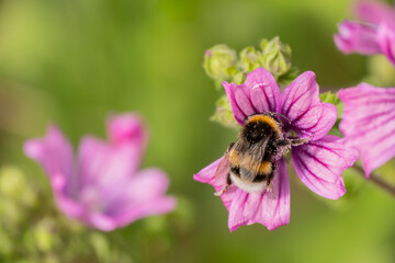 Bumblebee gathering nectar on vibrant flower. Bombus bee on pink flower. Nature’s tiny worker. Macro shot of bumblebee on pink petals. Close-up of a bumblebee pollinating a pink blossom.
