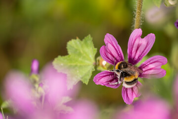 Bumblebee gathering nectar on vibrant flower. Bombus bee on pink flower. Nature’s tiny worker. Macro shot of bumblebee on pink petals. Close-up of a bumblebee pollinating a pink blossom.
