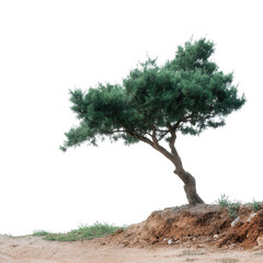 A solitary tree with a distinct shape, standing on a sloping terrain. The vibrant green foliage contrasts beautifully with the earthy tones of the surrounding soil.
