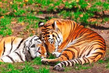 Two tigers rest peacefully together on the grassy ground. Tranquil scene of tigers resting on the ground, their bodies relaxed and close together