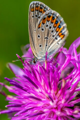 Butterfly on Purple Thistle Flower – Macro Nature Photography