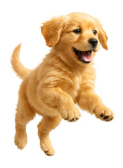 Fototapeta premium Lively golden retriever puppy enthusiastically jumping with its mouth open and tail wagging on transparent background.