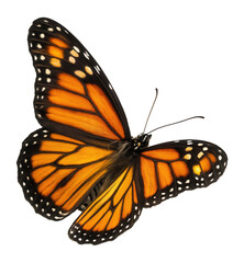 Fototapeta premium Vibrant orange and black butterfly with intricate patterns on its wings on transparent background.