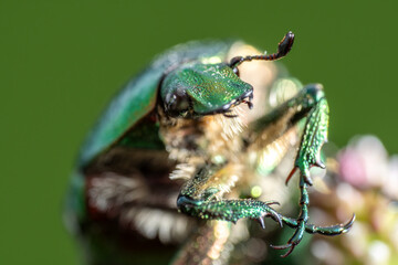 Green Beetle Macro – Close-Up of Iridescent Insect, High-Detail Nature Photography