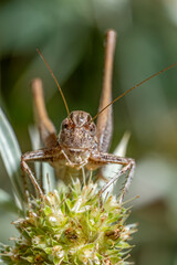 Grasshopper Close-Up – Macro Insect on Flower Head