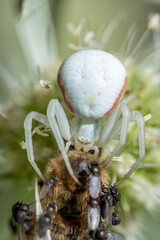 White Crab Spider with Bee – Predator and Prey Macro Photo