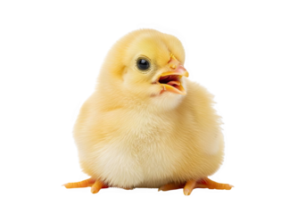 A fluffy yellow baby chick standing and peeping, isolated on transparent background