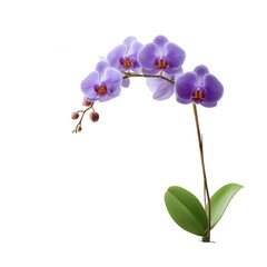 Fototapeta na wymiar Beautiful purple orchid with delicate petals and green leaves, isolated on a white background.