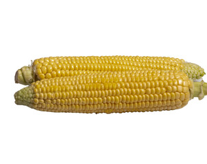 corn on the cob isolated on white background,
