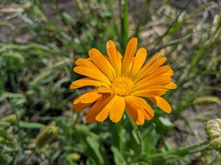 A bright orange flower blooming on a green meadow. Its delicate petals, like rays of sunshine, reach toward the sky. It is a symbol of vitality and beauty