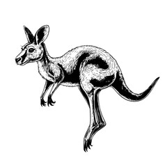 Fototapeta premium An illustration of a kangaroo jumping, rendered in a modern hand-drawn style, is presented on a clean white background
