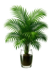 Obraz premium Vibrant green palm plant with multiple fronds in a clear glass vase filled with water on transparent background.