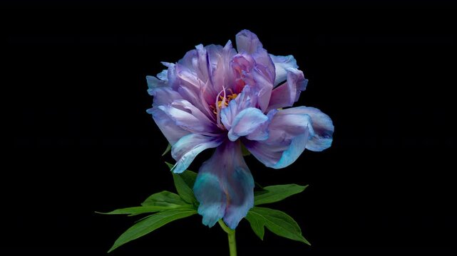 Amazing blue Peony flower background. Wedding backdrop, Valentine's Day concept. Mother's day, Holiday, Love, birthday