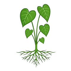 Heart Shaped Leaves Growing from a Root System