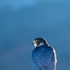 Peregrine Falcon (Falco peregrinus) on the Cantabrian coast. Cantabrian Sea. Cantabria. Spain. Europe