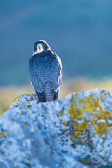 Peregrine Falcon (Falco peregrinus) on the Cantabrian coast. Cantabrian Sea. Cantabria. Spain. Europe