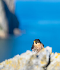 Peregrine Falcon (Falco peregrinus) on the Cantabrian coast. Cantabrian Sea. Cantabria. Spain. Europe