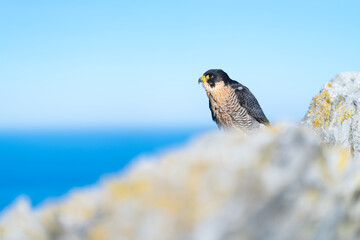 Peregrine Falcon (Falco peregrinus) on the Cantabrian coast. Cantabrian Sea. Cantabria. Spain. Europe