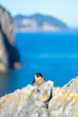 Peregrine Falcon (Falco peregrinus) on the Cantabrian coast. Cantabrian Sea. Cantabria. Spain. Europe