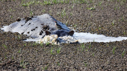 Yawning hippo with huge teeth