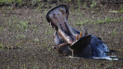 Yawning hippo with huge teeth