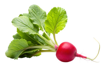 Fresh red radish with green leaves, a healthy root vegetable, isolated on transparent background