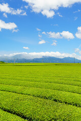 霧島連山を望む茶畑風景　鹿児島県溝辺町