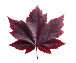 Close-up of a deep crimson maple leaf.  A vibrant, dark red leaf, sharply defined against a black background.  Leaf veins visible. Autumnal hue
