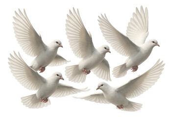 Obraz premium Five white doves with outstretched wings gracefully flying, symbolizing peace and purity on transparent background.