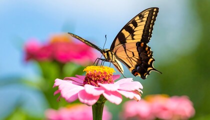 Fototapeta premium Eastern tiger swallowtail butterfly gracefully feeding on vibrant pink zinnia flower