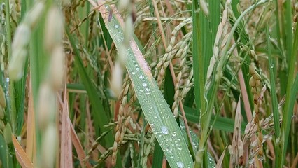 Close-up of rice plants with fresh morning dew drops glistening on green leaves, symbolizing purity, freshness, and natural abundance in an agricultural setting.