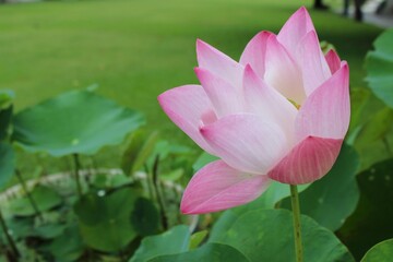 Pink Lotus Flower in Bloom with Green Background &ndash; Symbol of Purity and Spiritual Enlightenment