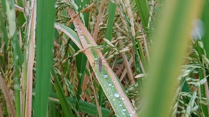 Fresh rice plants with dew-covered leaves in a lush paddy field, capturing the serene beauty of nature and the promise of a bountiful harvest.