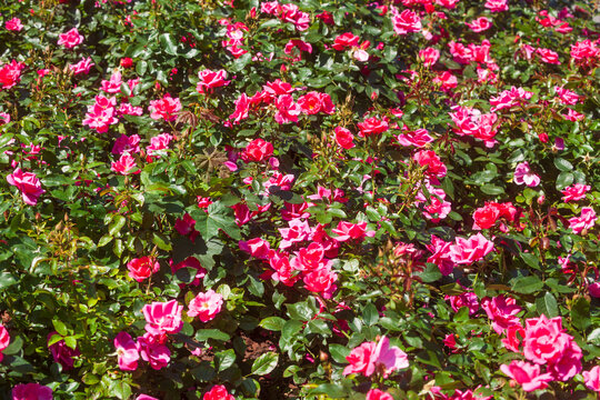 Rosa Rosen in einem blumenbeet, Deutschland