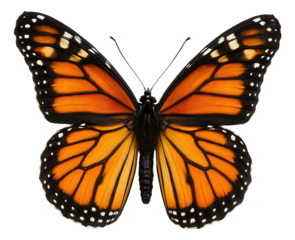 Vibrant orange monarch butterfly with distinctive black and white spotted wings displayed symmetrically on transparent background.