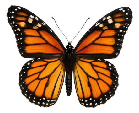 Vibrant orange monarch butterfly with distinctive black and white spotted wings displayed symmetrically on transparent background.