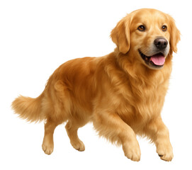 Obraz premium Golden retriever dog running with a joyful expression, showing its tongue and fluffy tail on transparent background.