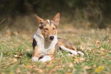 Stray dogs resting in autumn light – Shot with Helios 40