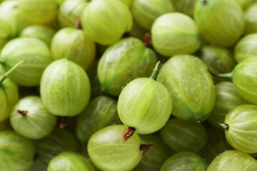 Many fresh green gooseberries as background, above view