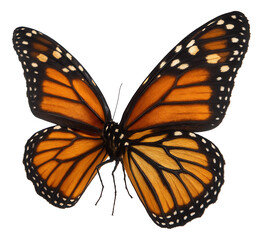 Fototapeta premium Vibrant orange and black monarch butterfly with detailed wing patterns on transparent background.