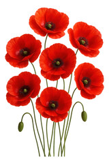 Obraz premium Vibrant red poppies with delicate petals and green stems displayed artistically on transparent background.