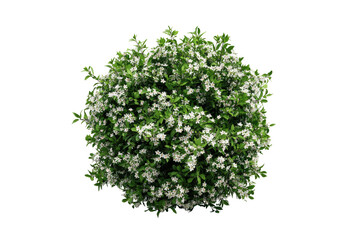 Round, vibrant green shrub with small white flowers, dense foliage, top-down view