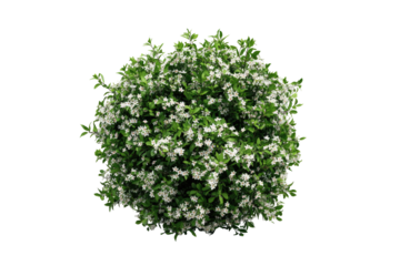 Round, vibrant green shrub with small white flowers, dense foliage, top-down view