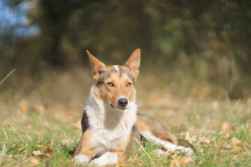 Stray dogs resting in autumn light – Shot with Helios 40
