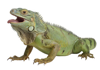 Obraz premium Close-up of a green iguana, mouth open, profile view
