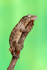 Juvenile Leach's Giant Gecko 