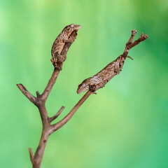 Two juveniles Leach's Giant Geckos 