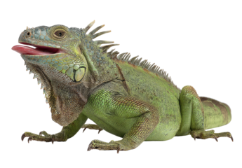 Green iguana, profile view, open mouth