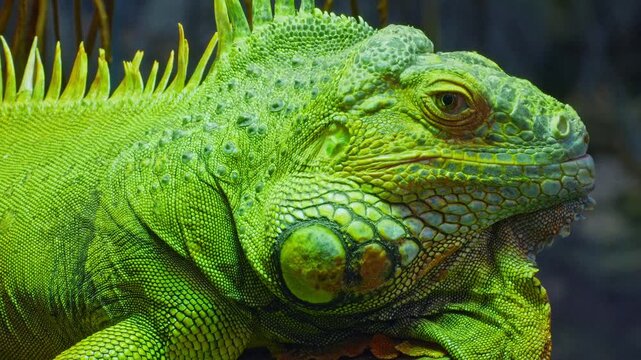 Green iguana, large arboreal herbivorous lizard species. Iguana on the tree branch. Closeup