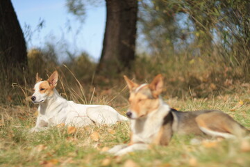 Stray dogs resting in autumn light – Shot with Helios 40